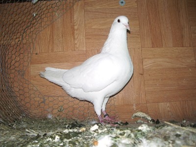 walter 029.jpg (198.93 KiB) Osservato 1681 volte walter 029.jpg