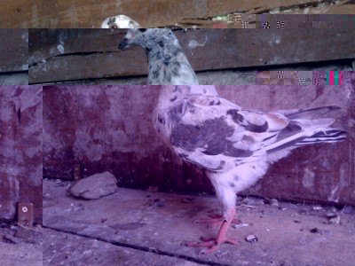 20140404_172803.jpg (165.45 KiB) Osservato 879 volte 20140404_172803.jpg