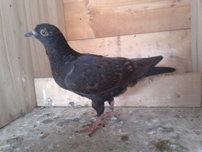 20140404_173033.jpg (124.35 KiB) Osservato 879 volte 20140404_173033.jpg