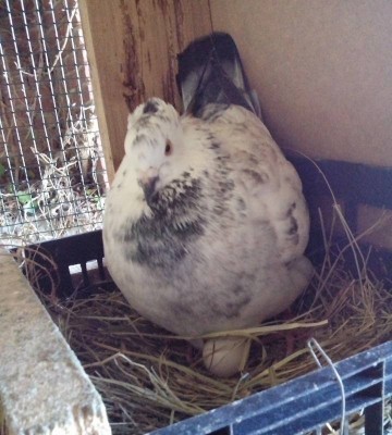 uovo.jpg (112.46 KiB) Osservato 1035 volte uovo.jpg