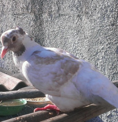 IMAG0948_1.jpg (300.38 KiB) Osservato 1346 volte IMAG0948_1.jpg