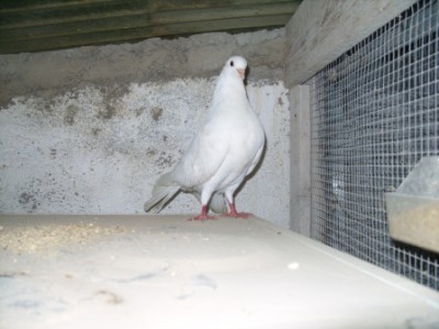 SS852171.JPG (107.64 KiB) Osservato 3226 volte SS852171.JPG