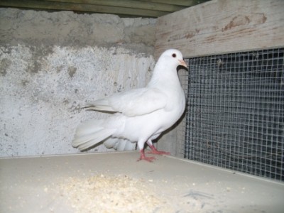 SS852172.JPG (114.74 KiB) Osservato 3226 volte SS852172.JPG