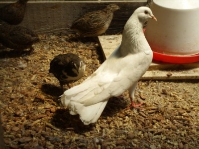 SS852190.JPG (117.16 KiB) Osservato 3114 volte SS852190.JPG