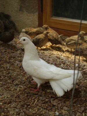 SS852192.JPG (123.42 KiB) Osservato 3114 volte SS852192.JPG