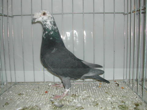 viaggiatore italiano da esposizione.jpg viaggiatore italiano da esposizione.jpg