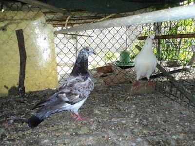 DSC01955.JPG (188.85 KiB) Osservato 1377 volte DSC01955.JPG