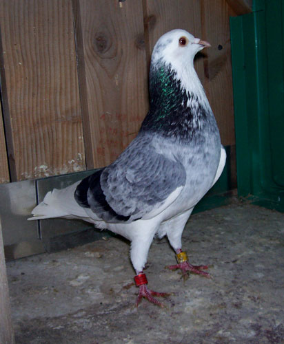 tippler 00001.jpg tippler 00001.jpg