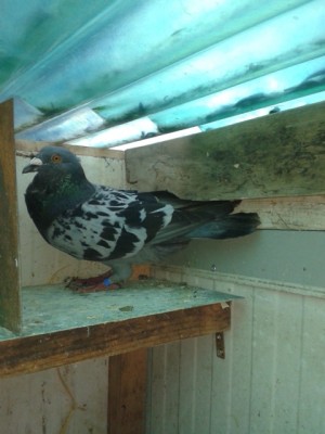 maschio coppia formata.jpg (155.01 KiB) Osservato 1584 volte maschio coppia formata.jpg