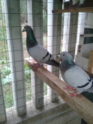 maschio A con femmina viaggiatore da gara.jpg (195.1 KiB) Osservato 1563 volte maschio A con femmina viaggiatore da gara.jpg