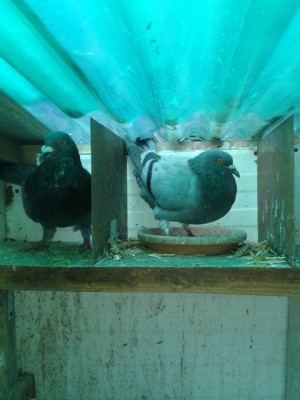 coppia formata 2.jpg (161.54 KiB) Osservato 1563 volte coppia formata 2.jpg