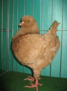 gialo recesivo.jpg gialo recesivo.jpg