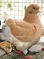 gialo dominante.jpg gialo dominante.jpg