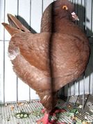 rosso recesivo.jpg rosso recesivo.jpg