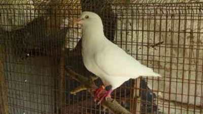 maschio california (FILEminimizer).JPG (11.55 KiB) Osservato 1381 volte maschio california (FILEminimizer).JPG