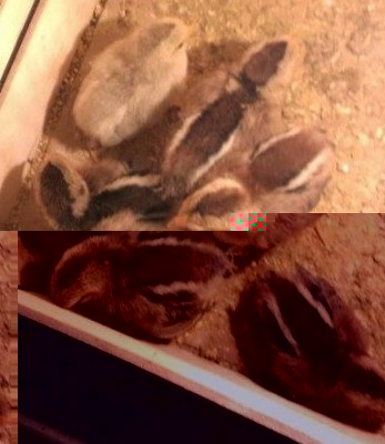 11103526_10205570745726296_36998106_n (2).jpg (61.97 KiB) Osservato 1755 volte 11103526_10205570745726296_36998106_n (2).jpg