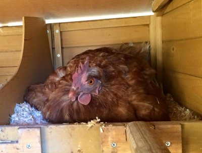 eccola! / 11392896_10153441616542948_5835989443350888619_n.jpg 11392896_10153441616542948_5835989443350888619_n.jpg