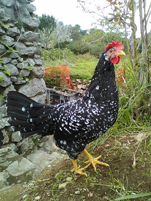 gallina_ancona.jpg (227.97 KiB) Osservato 1198 volte gallina_ancona.jpg
