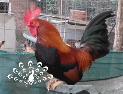 Gallo dorata frumento / gallo-frumento.jpg gallo-frumento.jpg