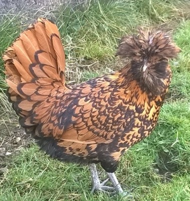 image.jpg (305.22 KiB) Osservato 972 volte image.jpg