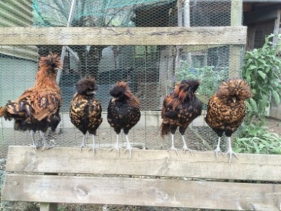 9.JPG (98.88 KiB) Osservato 649 volte 9.JPG