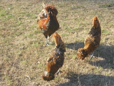 026.JPG (205.65 KiB) Osservato 649 volte 026.JPG