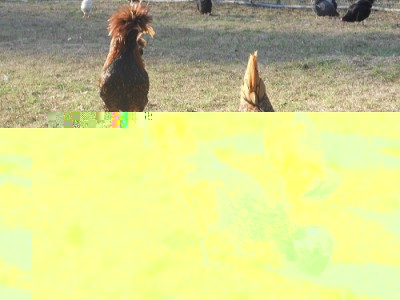 027.JPG (188.98 KiB) Osservato 649 volte 027.JPG