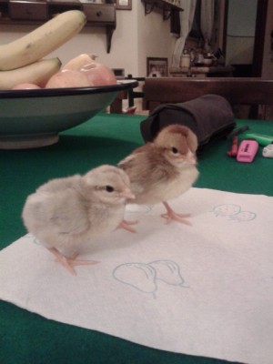 livorno collo oro.jpg (119.94 KiB) Osservato 1571 volte livorno collo oro.jpg