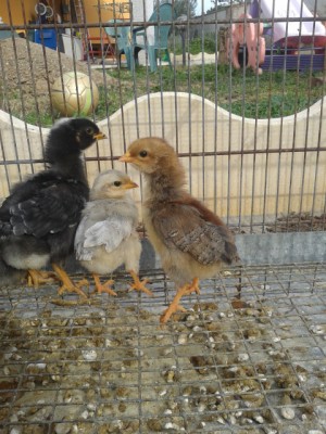 livorn..jpg (222.1 KiB) Osservato 1434 volte livorn..jpg