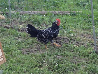 11.jpg (240.56 KiB) Osservato 1205 volte 11.jpg