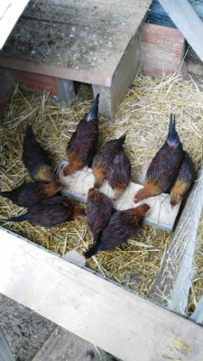 polletti1siciliana.jpg (291.15 KiB) Osservato 3465 volte polletti1siciliana.jpg