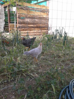 grigioperla 80 giorni.jpg (235.78 KiB) Osservato 908 volte grigioperla 80 giorni.jpg