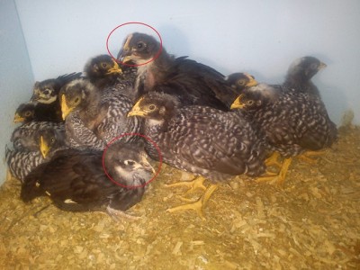 2016-03-03 - Cresta Australorp.jpg (114.18 KiB) Osservato 726 volte 2016-03-03 - Cresta Australorp.jpg