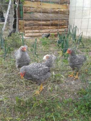 20160413_181016.jpg (259.53 KiB) Osservato 5684 volte 20160413_181016.jpg