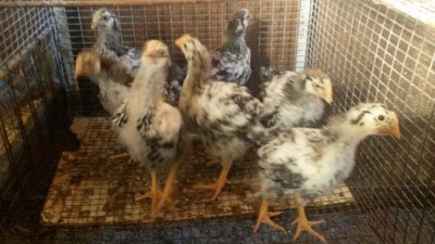 20160701_191926.jpg (83.23 KiB) Osservato 1413 volte 20160701_191926.jpg