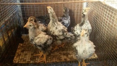 20160701_191929.jpg (92.58 KiB) Osservato 1413 volte 20160701_191929.jpg