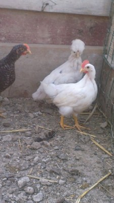 quelle due bianche e... / 2016-07-06-12177.jpg 2016-07-06-12177.jpg