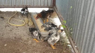 20160709_102419.jpg (94.38 KiB) Osservato 1285 volte 20160709_102419.jpg