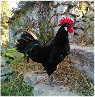 valdarno.jpg (205.1 KiB) Osservato 1182 volte valdarno.jpg