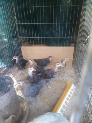 IMG_20160804_180643.jpg (110.32 KiB) Osservato 1102 volte IMG_20160804_180643.jpg