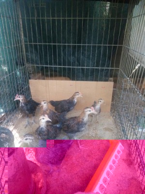 IMG_20160804_180646.jpg (125.78 KiB) Osservato 1094 volte IMG_20160804_180646.jpg