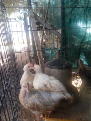 IMG_20160804_180742.jpg (124.22 KiB) Osservato 999 volte IMG_20160804_180742.jpg