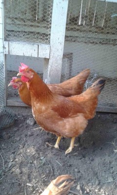 galline 1.jpg (111.58 KiB) Osservato 1376 volte galline 1.jpg