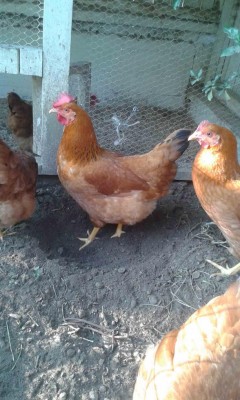 galline 2.jpg (110.78 KiB) Osservato 1376 volte galline 2.jpg