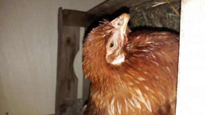 20160923_071455.jpg (53.72 KiB) Osservato 833 volte 20160923_071455.jpg