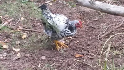 20161008_152453.jpg (123.26 KiB) Osservato 1171 volte 20161008_152453.jpg