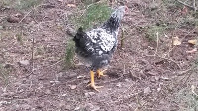 20161008_152439.jpg (137.01 KiB) Osservato 1171 volte 20161008_152439.jpg