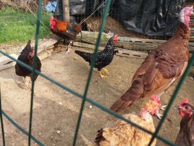 IMG-20161025-WA0007.jpg (150.01 KiB) Osservato 1497 volte IMG-20161025-WA0007.jpg