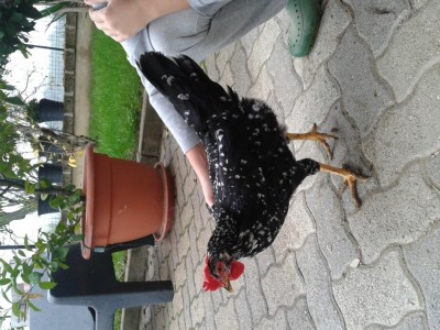 20161026_144009.jpg (142.64 KiB) Osservato 1451 volte 20161026_144009.jpg