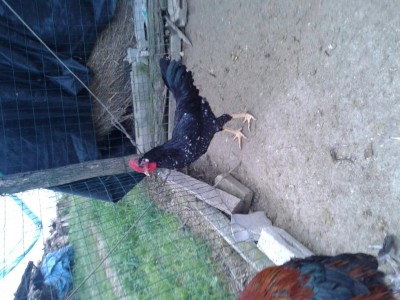 20161026_075035.jpg (113.83 KiB) Osservato 1451 volte 20161026_075035.jpg